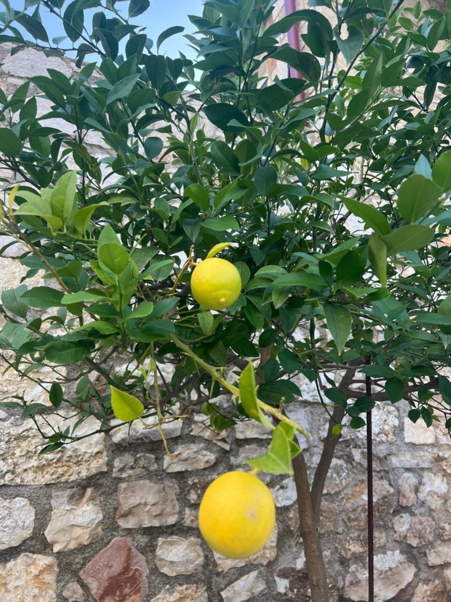 希马拉 Jardin Miraculeux酒店 外观 照片